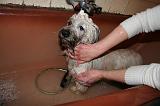 BAIN - SKYE TERRIER 080